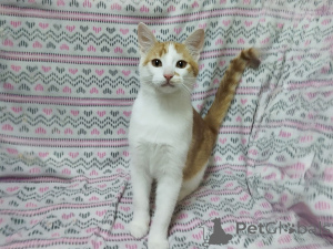 Photo №2 de l'annonce № 157454 de la vente  - acheter à Biélorussie annonce privée