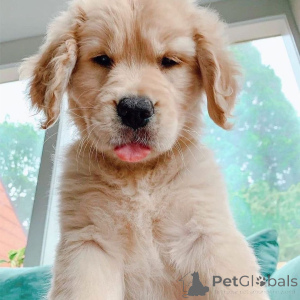 Photo №1. golden retriever - à vendre en ville de Frederickshavn | 1000€ | Annonce №167508