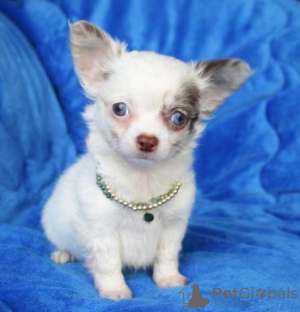 Photo №1. chihuahua - à vendre en ville de Vienna | Gratuit | Annonce №98098