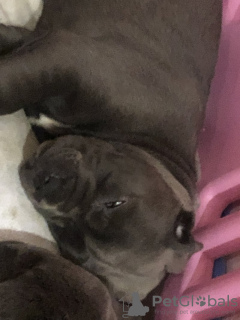 Photo №3. Prachtige cane corso chiot. Belgique