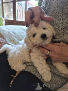 Photo №1. bichon à poil frisé - à vendre en ville de Heinävesi | Gratuit | Annonce №176566