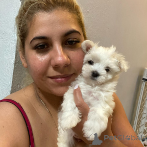 Photo №1. bichon maltais - à vendre en ville de Silkeborg | négocié | Annonce №171764