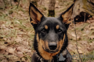 Photo №3. Charming Kumiko cherche une maison. Fédération de Russie