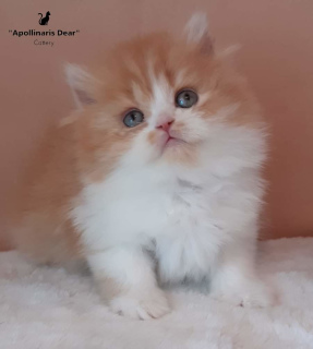 Photo №1. british longhair - à vendre en ville de Tomsk | 617€ | Annonce № 6183