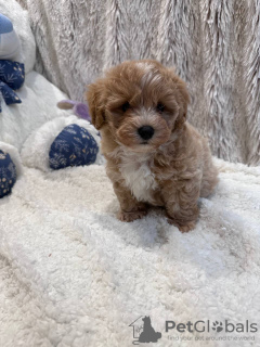 Photo №3. TERMINO maltipoo f1 min, livraison, négociation, maltipoo f1. Ukraine