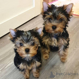 Photo №1. yorkshire terrier - à vendre en ville de Munich | 265€ | Annonce №119341