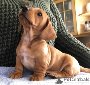 Photo №2 de l'annonce № 137780 de la vente chien bâtard - acheter à USA éleveur