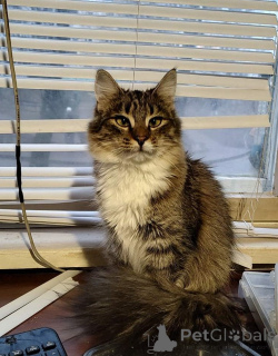 Photo №2 de l'annonce № 134961 de la vente  - acheter à Biélorussie 