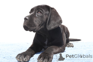 Photo №4. Je vais vendre cane corso en ville de Buzău. éleveur - prix - 1700€