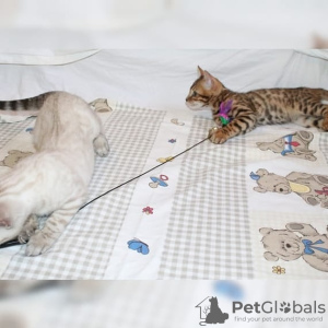 Photo №3. Chatons Bengal Cats en Allemagne. Allemagne