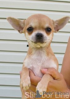 Photo №3. Chihuahua rousse rousse. Fédération de Russie