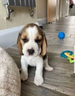 Photo №1. beagle - à vendre en ville de Weiswampach | négocié | Annonce №166998
