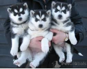 Photo №1. husky de sibérie - à vendre en ville de Bouton | 388€ | Annonce №171080