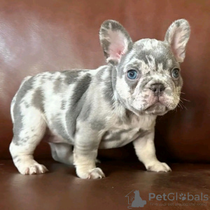 Photo №1. bouledogue - à vendre en ville de Ohio City | négocié | Annonce №123126