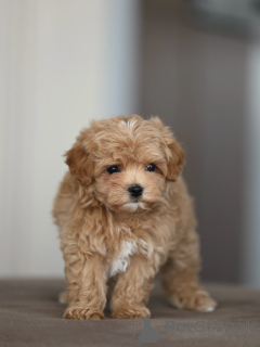 Photo №3. Fluffy Little Maltipoos, votre nouveau meilleur ami vous attend !. Allemagne