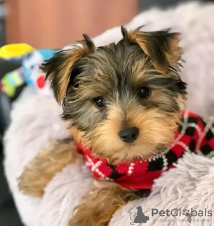 Photo №1. biewer yorkshire terrier - à vendre en ville de Florida | 379€ | Annonce №127301