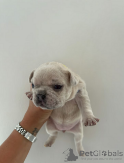 Photo №1. bouledogue - à vendre en ville de Cape May | 426€ | Annonce №108852