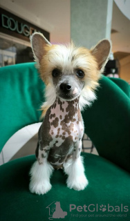 Photos supplémentaires: chien chinois à crête