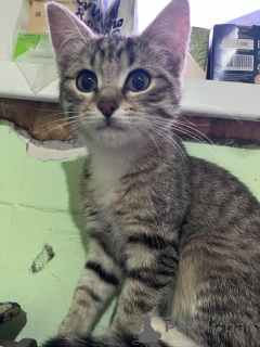 Photo №1.  - à vendre en ville de Rivière moscou | Gratuit | Annonce № 156080