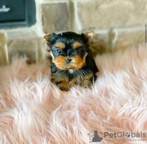 Photo №2 de l'annonce № 114203 de la vente yorkshire terrier - acheter à La finlande annonce privée, éleveur