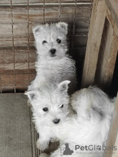 Photo №2 de l'annonce № 81874 de la vente west highland white terrier - acheter à Serbie éleveur