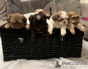 Photo №1. shih tzu - à vendre en ville de Berlin | Gratuit | Annonce №103515