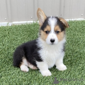 Photo №1. welsh corgi - à vendre en ville de Vilnius | négocié | Annonce №175934