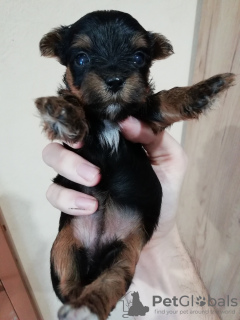 Photos supplémentaires: Chiots Yorkie/Kawaiiork