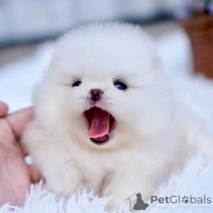 Photo №4. Je vais vendre  en ville de Badajoz.  - prix - négocié