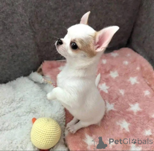 Photo №2 de l'annonce № 163572 de la vente  - acheter à Canada 