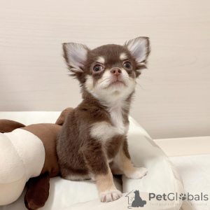 Photo №2 de l'annonce № 151219 de la vente chihuahua - acheter à Allemagne annonce privée