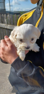 Photo №4. Je vais vendre bichon maltais en ville de Eureka Springs. annonce privée - prix - 284€