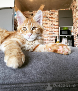 Photo №2 de l'annonce № 144961 de la vente maine coon - acheter à Allemagne éleveur