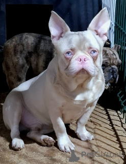 Photo №1. bouledogue - à vendre en ville de Belgrade | négocié | Annonce №141325