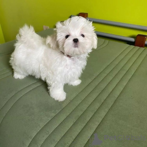 Photo №4. Je vais vendre bichon maltais en ville de Bad Wildungen. éleveur - prix - 750€