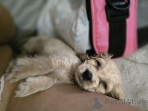 Photo №2 de l'annonce № 176022 de la vente cocker spaniel anglais - acheter à Belgique annonce privée