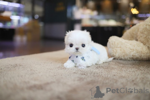 Photo №3. Dean Janet Kay Puppies House. USA