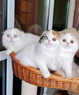 Photo №1.  - à vendre en ville de Déni | négocié | Annonce № 161952