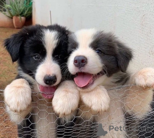 Photo №1. border collie - à vendre en ville de Aizlingen | 350€ | Annonce №147555