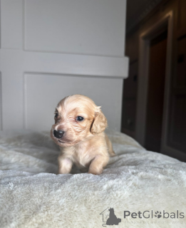 Photo №3. Teckels miniatures crème claire. Estonie