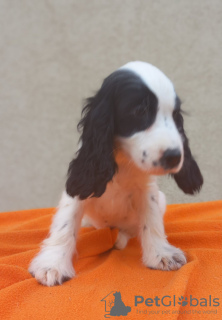 Photos supplémentaires: Chiots Cocker Anglais