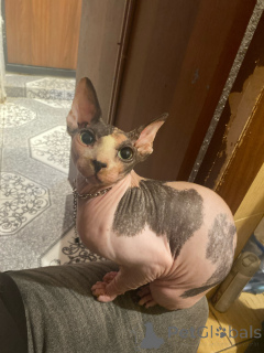 Photo №1.  - à vendre en ville de Minsk | 47€ | Annonce № 147111