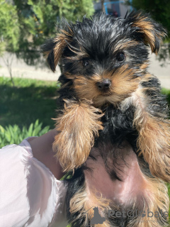 Photos supplémentaires: Beaux chiots Yorkshire terrier miniatures