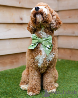 Photo №2 de l'annonce № 157668 de la vente labradoodle - acheter à Suisse annonce privée