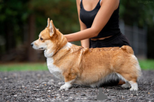 Photos supplémentaires: Chiot corgi gallois de Pembroke