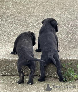 Photo №3. chiots Cane Corso. Serbie