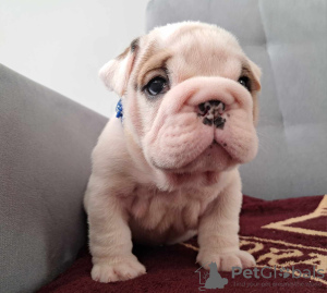 Photos supplémentaires: Bouledogue anglais FCI