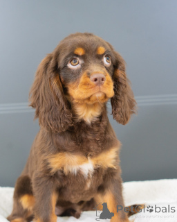 Photo №3. Rencontrez Oliver, le petit gentleman qui gagne les cœurs à chaque mouvement !. Allemagne