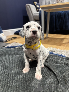 Photo №1.  - à vendre en ville de Gräsa | Gratuit | Annonce №162106