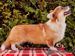 Photos supplémentaires: Chiot Welsh Corgi Pembroke